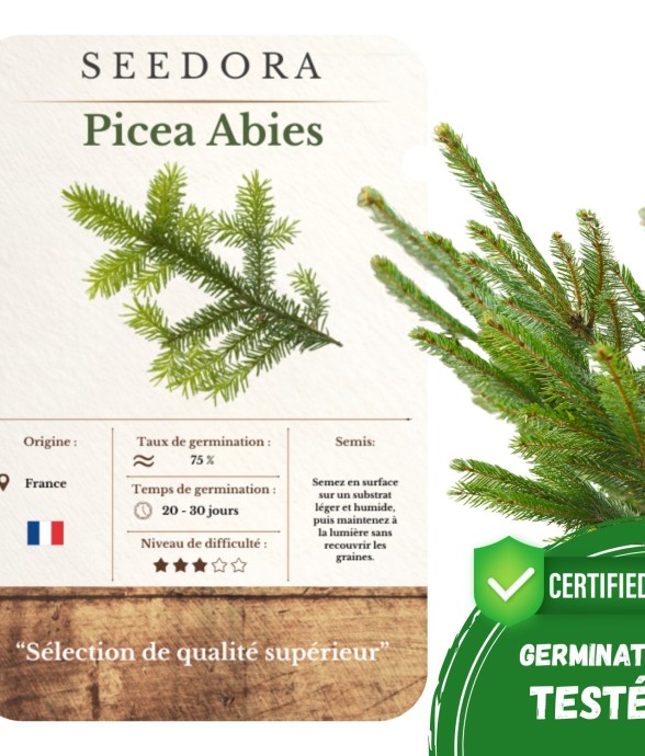 Graines Épicéa Commun non OGM