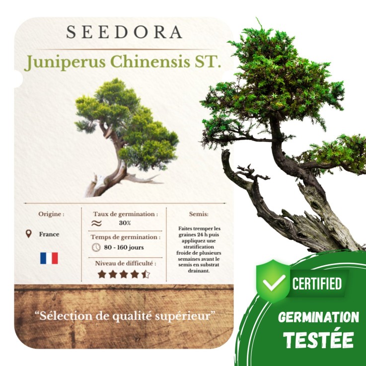 Graines Juniperus Sinensis – Genévrier de Chine Bonsaï, Non-OGM