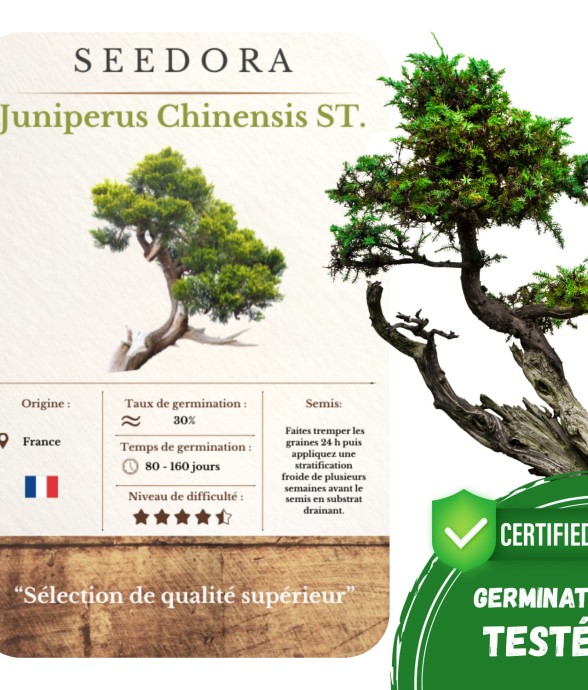 Graines Juniperus Sinensis...