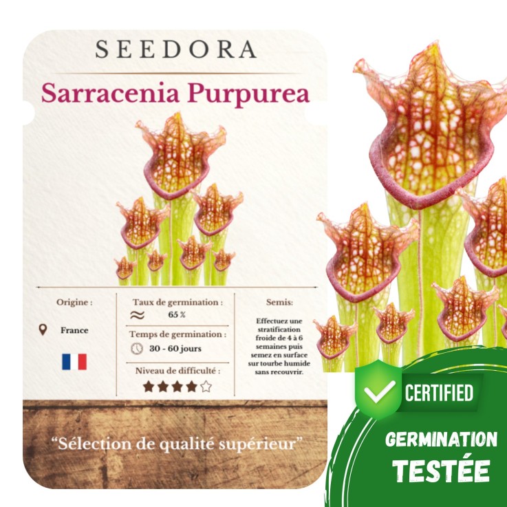 Graines Sarracenia – Plante Carnivore, Non-OGM