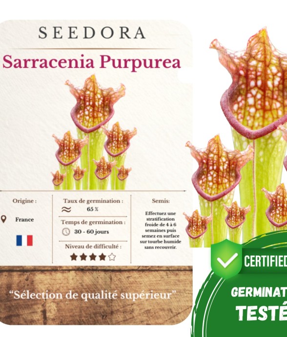 Graines Sarracenia – Plante...