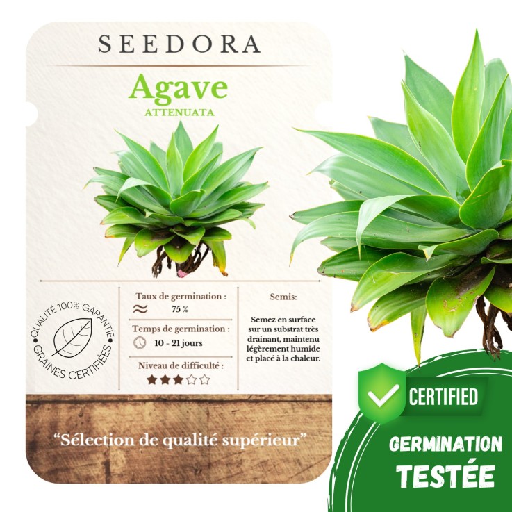 Graines d’Agave Americana – 5 Graines Sélectionnées Non-OGM