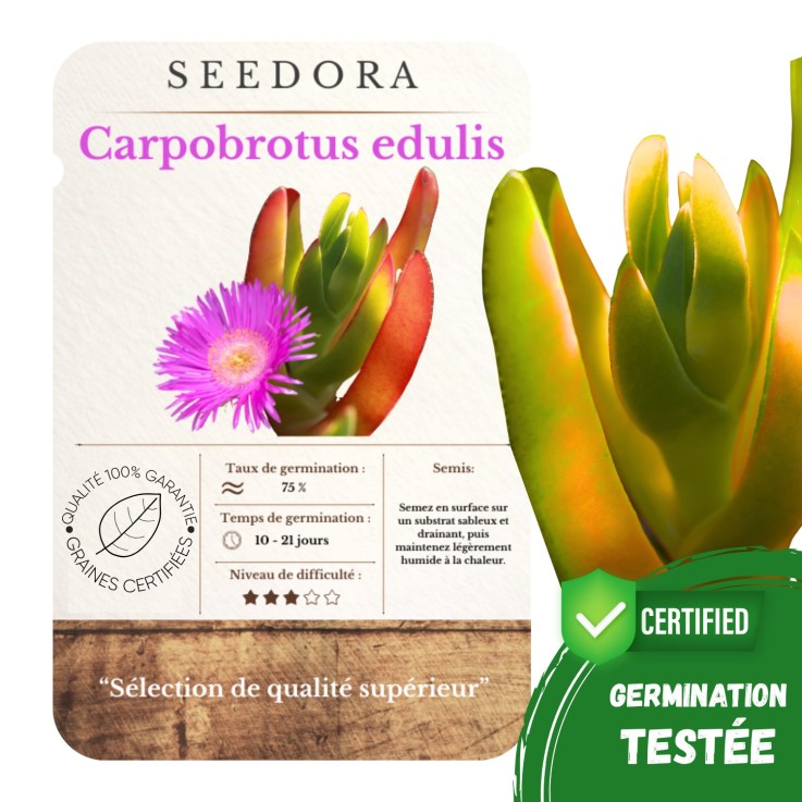 Graines de Griffe de Sorcière (Carpobrotus) – 20 Graines Non-OGM