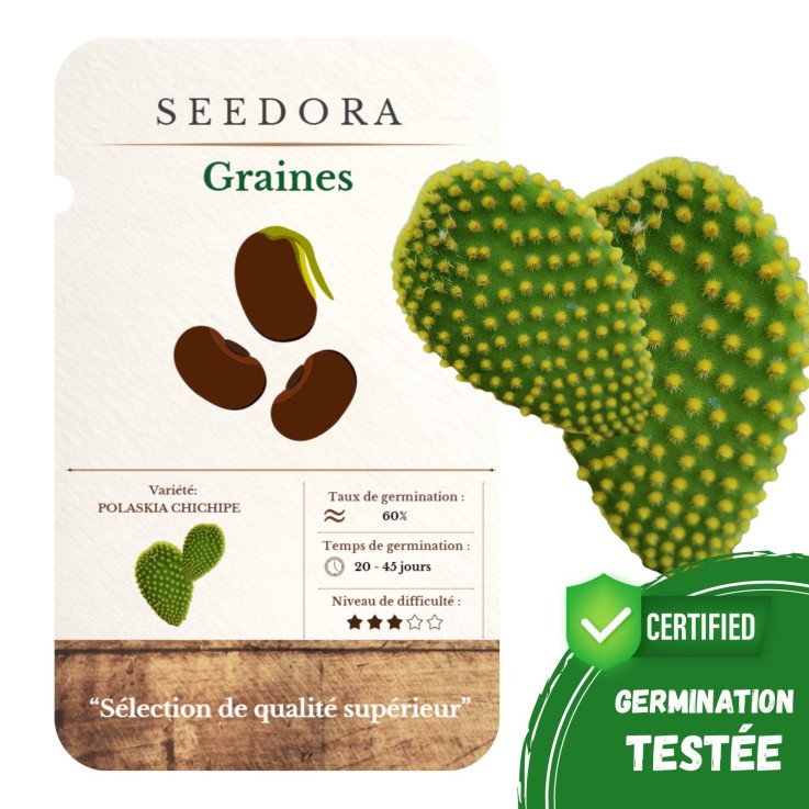Graines Opuntia Microdasys – Cactus Oreilles de Lapin Non-OGM