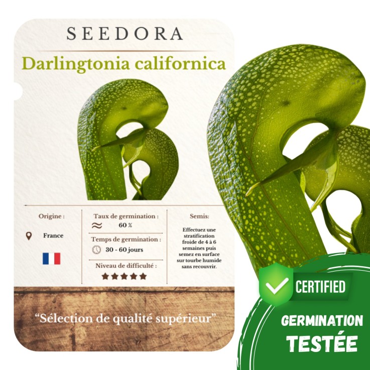 Graines Darlingtonia Californica (5 Graines) Non-OGM, Plante Cobra Carnivore