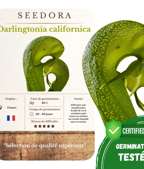 Graines Darlingtonia...