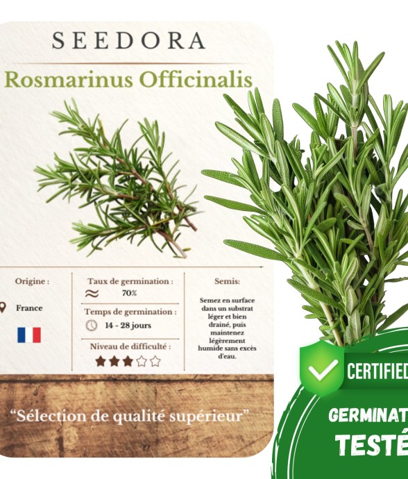 Graines Romarin –...