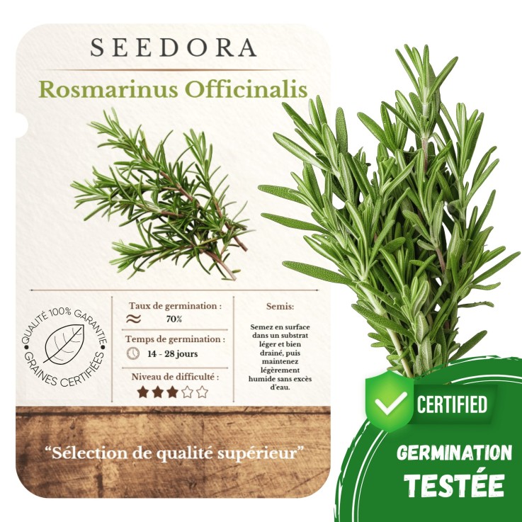 Graines Romarin – Rosmarinus Officinalis Non-OGM
