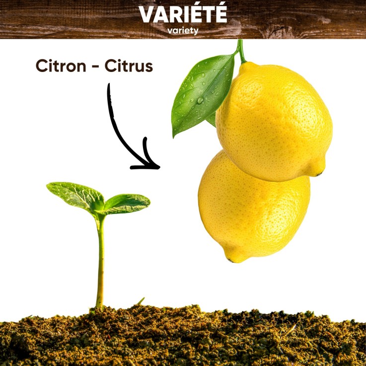 Graines de Citronnier sans OGM (5 graines)