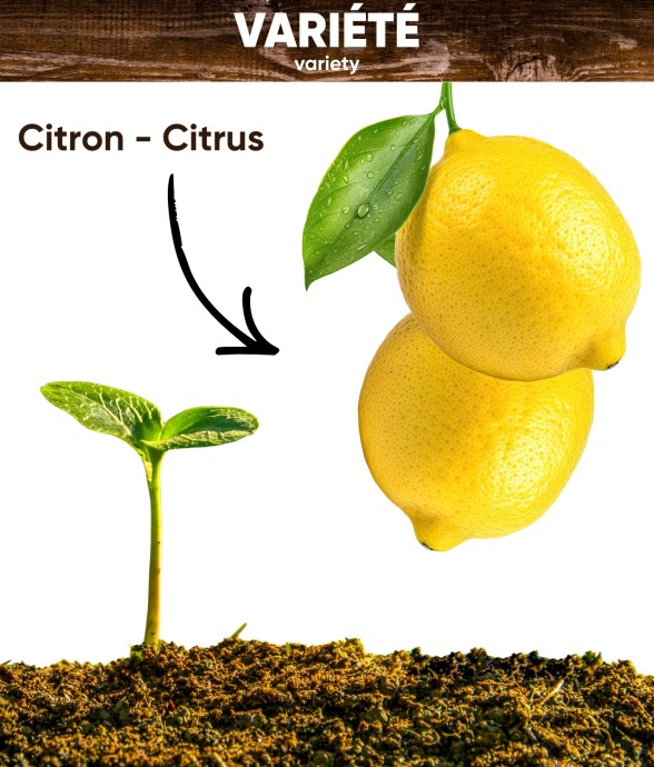 Graines de Citronnier sans...