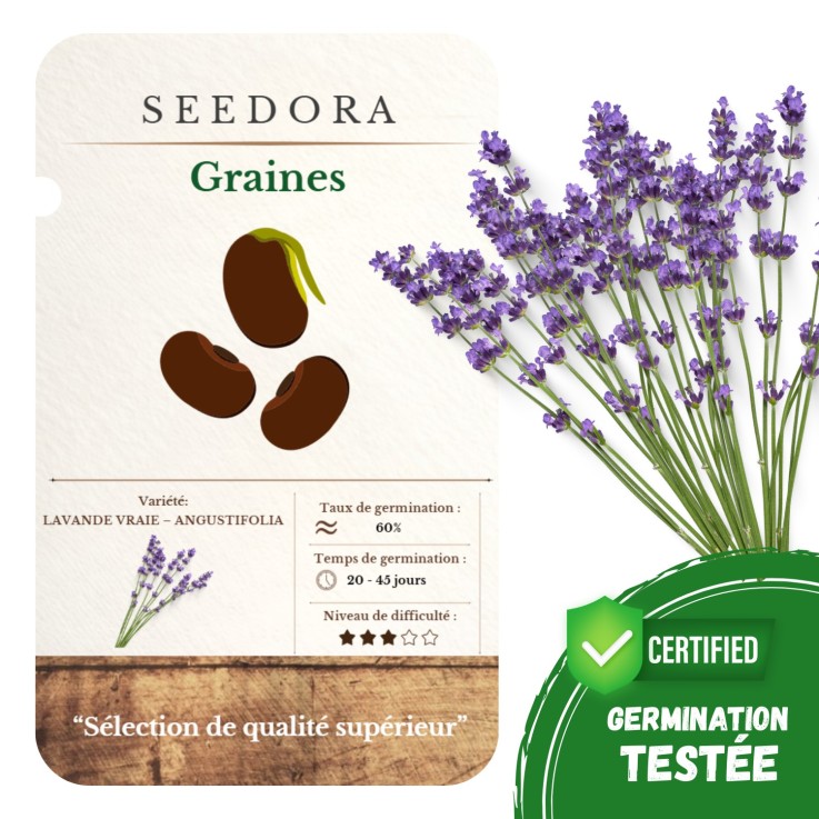 Graines Lavande Vraie – Lavandula Angustifolia, Non-OGM