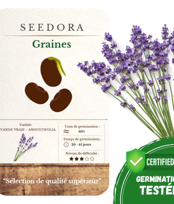 Graines Lavande Vraie –...