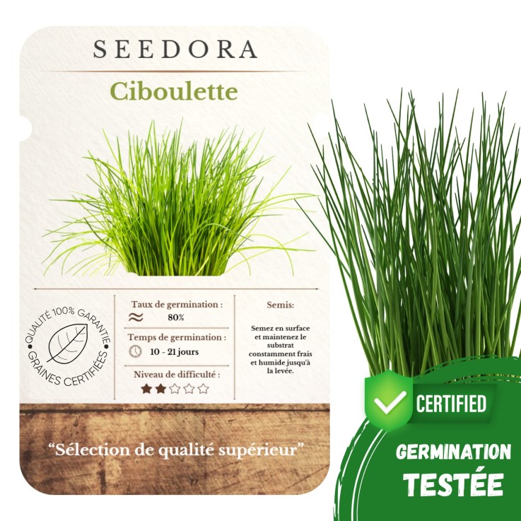 Graines de Ciboulette Commune Non-OGM