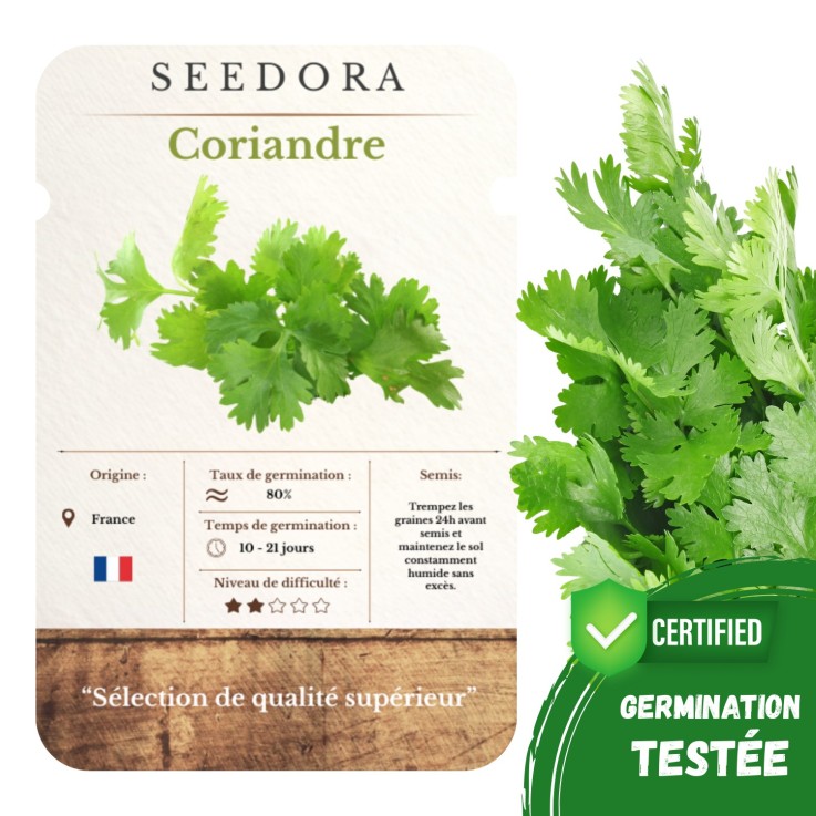Graines de Coriandre – Graines Non-OGM, Feuilles & Graines Comestibles
