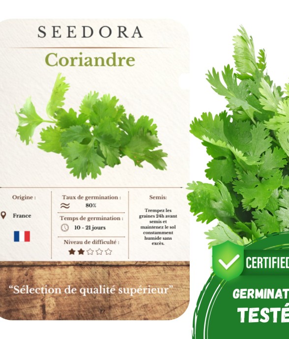 Graines de Coriandre –...