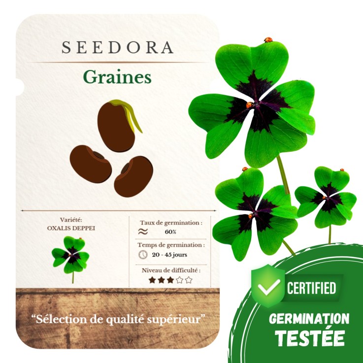 SEEDORA Bulbes Oxalis Deppei – Trèfle à 4 Feuilles