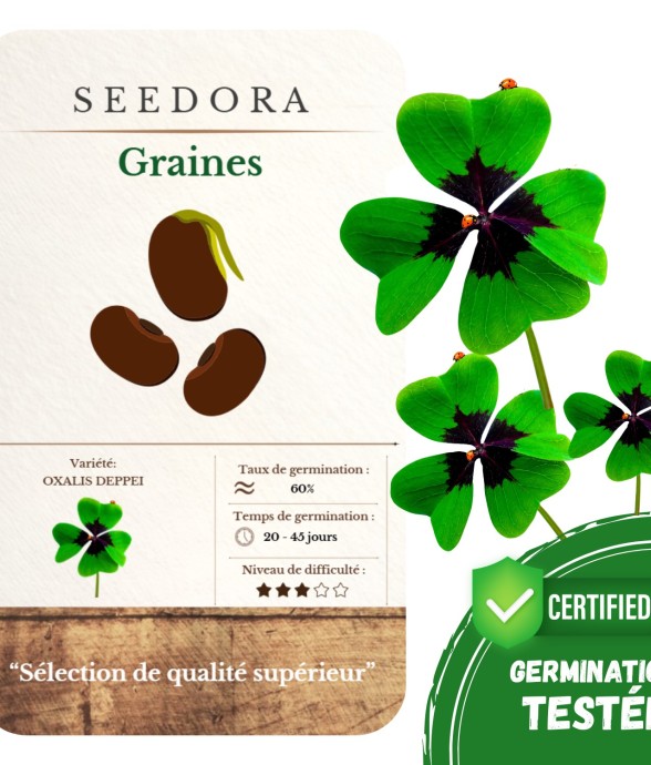 SEEDORA Bulbes Oxalis...