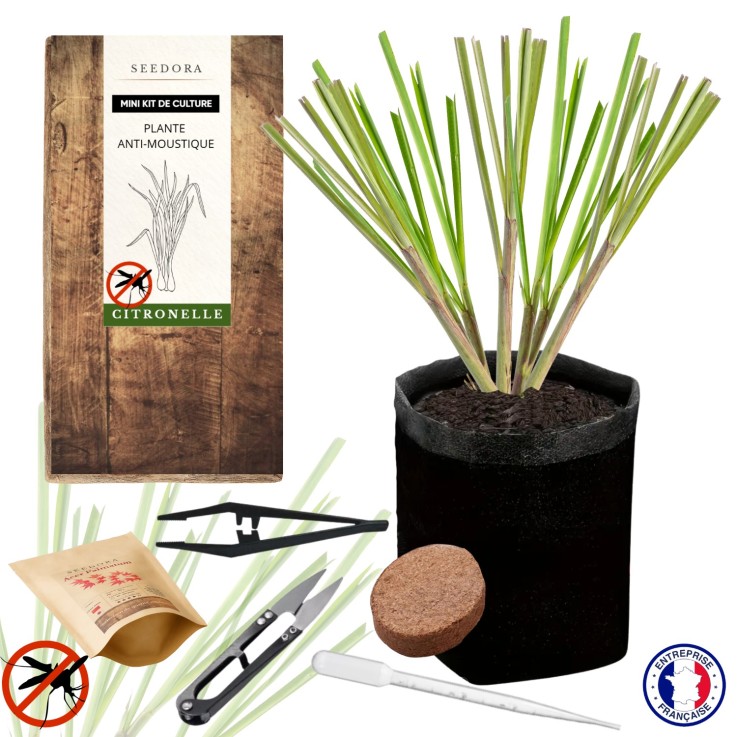 SEEDORA Mini Kit Anti-Moustiques – Graines Plantes Répulsives, Non-OGM