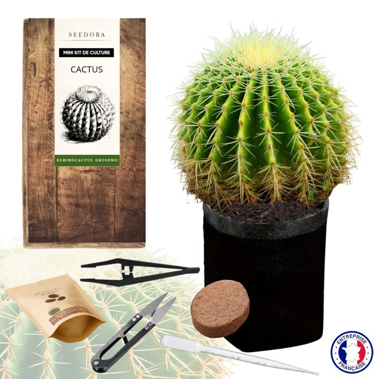Mini kit Cactus Échinocactus Grusonii