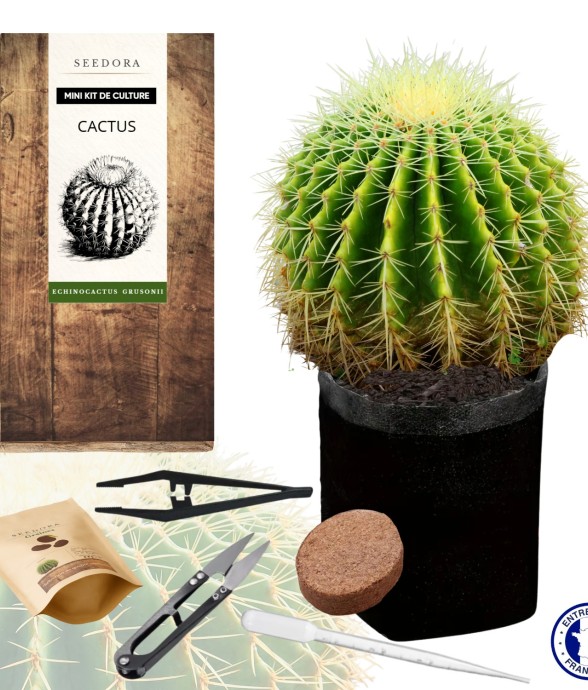 Mini kit Cactus...