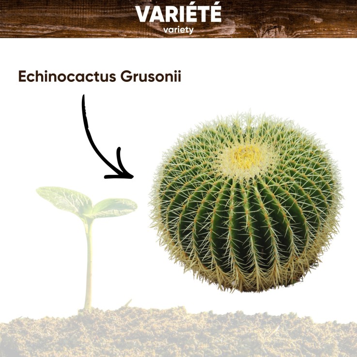 Mini kit Cactus Échinocactus Grusonii