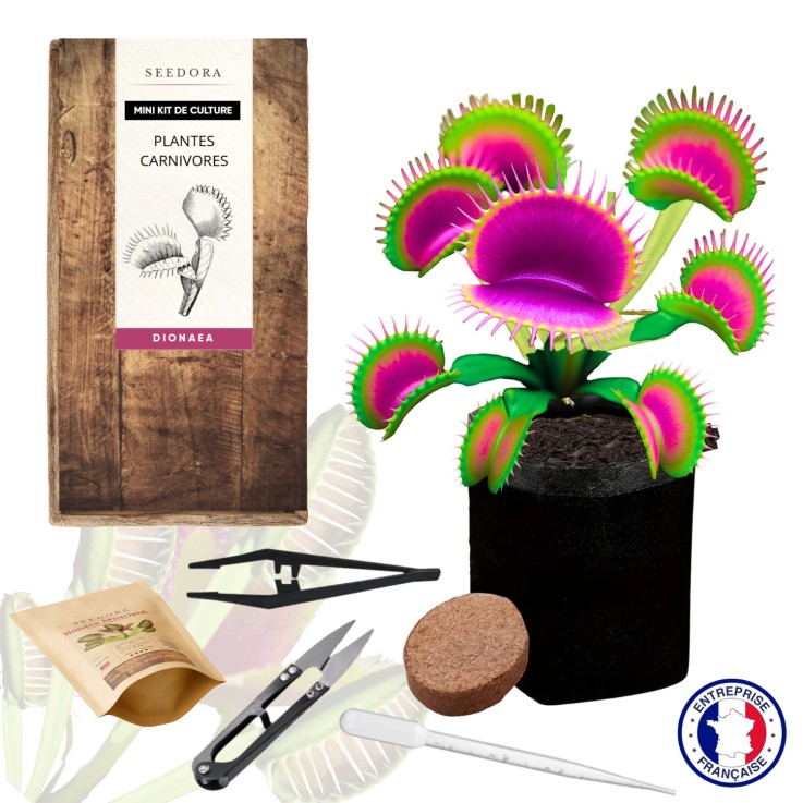 Mini kit plante carnivore Dionée