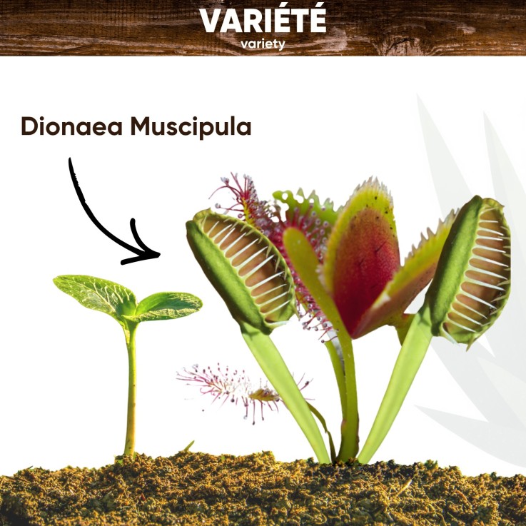 Mini kit plante carnivore Dionée
