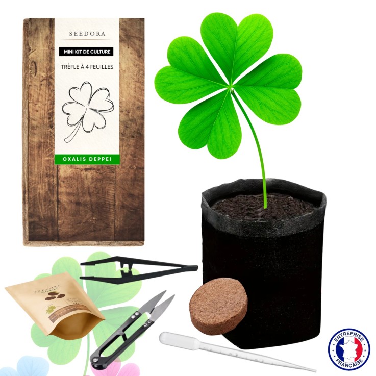 Mini Kit Trèfle à 4 Feuilles Bulbe Oxalis