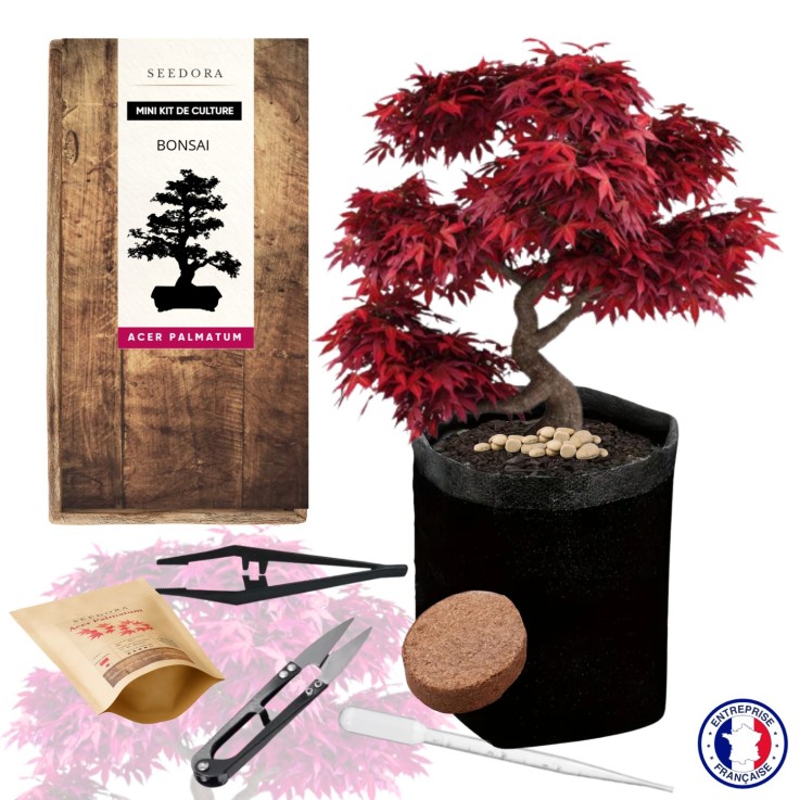 Mini kit Bonsaï – Acer Palmatum
