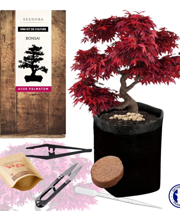 Mini kit Bonsaï – Acer...