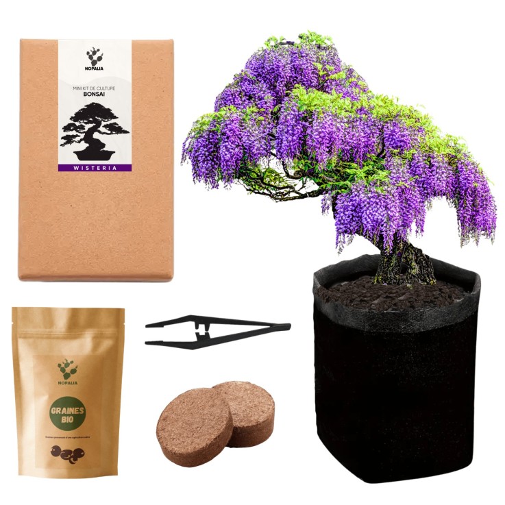 Mini kit Bonsaï – Wistéria