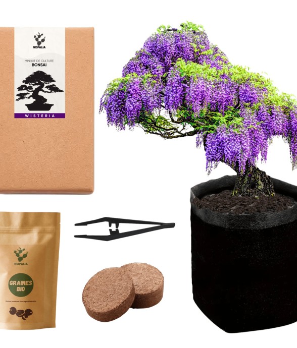 Mini kit Bonsaï – Wistéria
