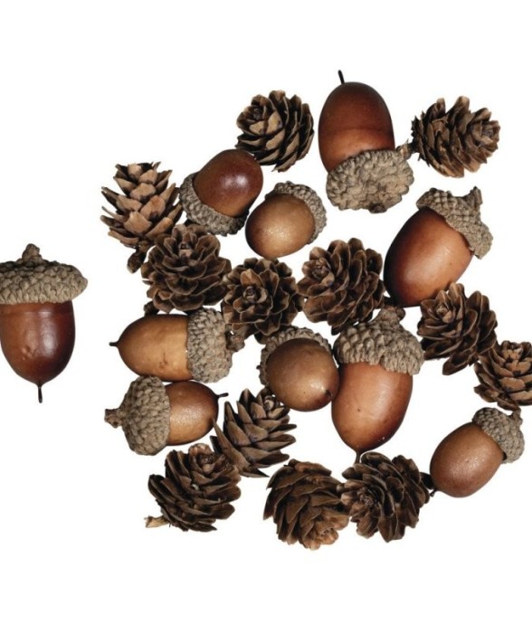 Cônes de gland Mix, assort....