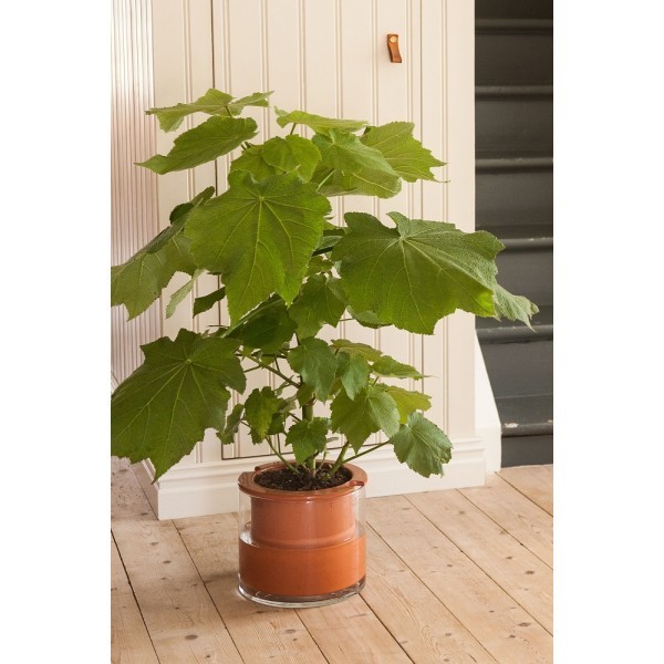 Pot autonome Wet Pot L en terre cuite