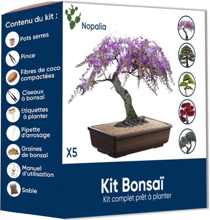 Kit bonsaï prêt à pousser - graines, pot biodégradable, outils et guide