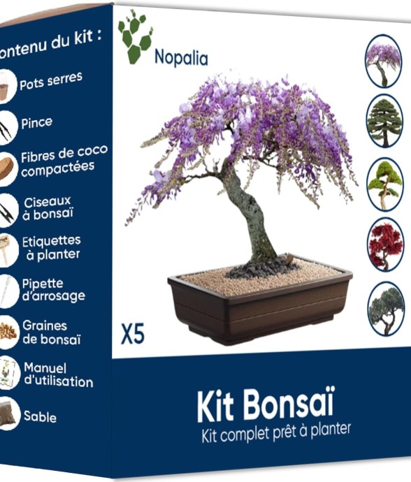Kit bonsaï prêt à pousser -...