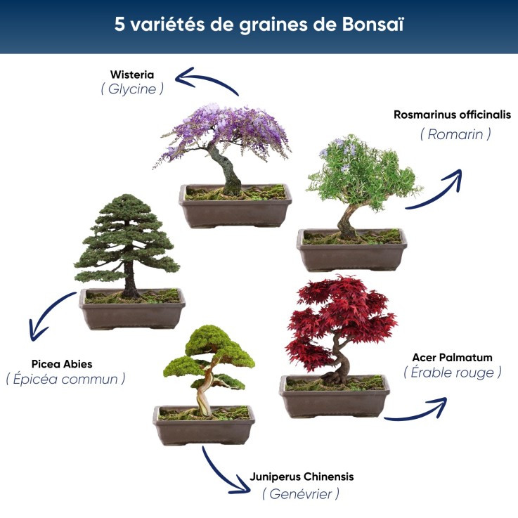 Kit bonsaï prêt à pousser - graines, pot biodégradable, outils et guide