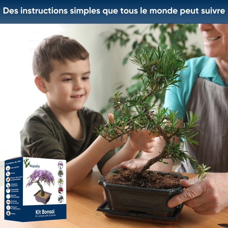 Kit bonsaï prêt à pousser - graines, pot biodégradable, outils et guide