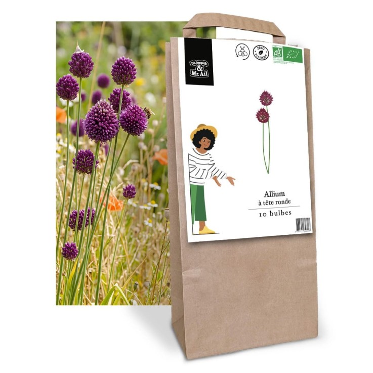 Allium  à tête ronde - Bulbes Bio