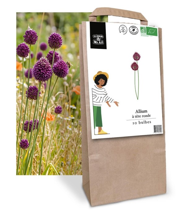 Allium  à tête ronde -...