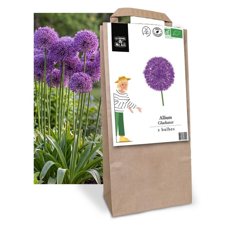 Allium Gladiator - Bulbes Bio