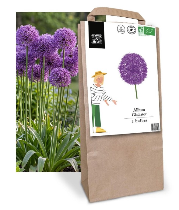 Allium Gladiator - Bulbes Bio