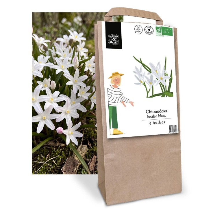 Chionodoxa lucilae blanc - Bulbes Bio