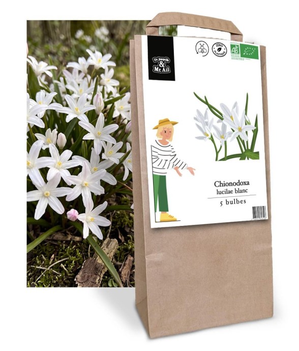 Chionodoxa lucilae blanc -...