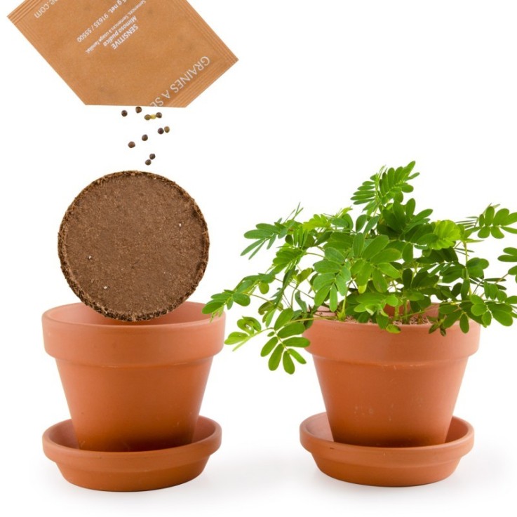 Pot avec coupelle - Mimosa Pudica - 8 cm