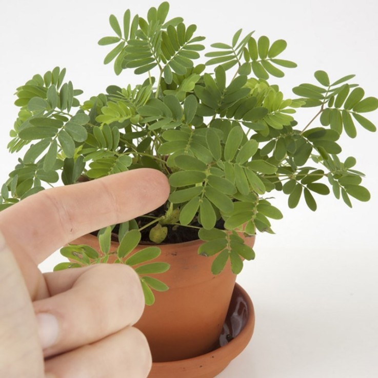 Pot avec coupelle - Mimosa Pudica - 8 cm
