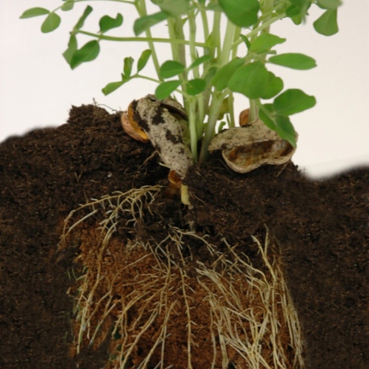 Kit plantation - Cacahuète - 8cm