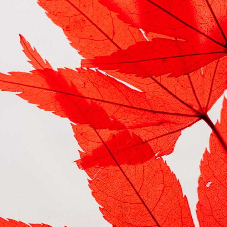 Herbarium fait main Plante Naturelle immergée Erable