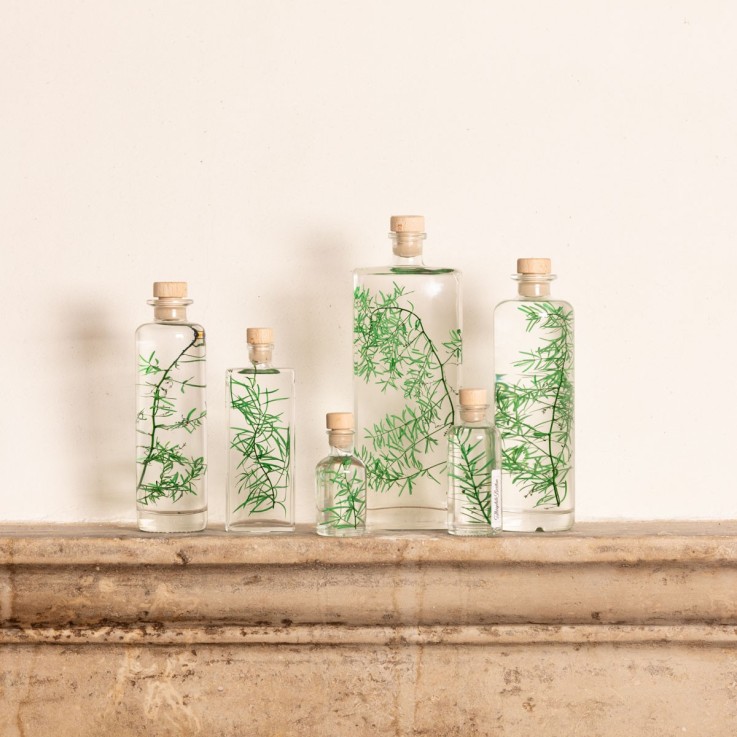 Herbarium fait main Plante Naturelle immergée Asparagus sprengeri