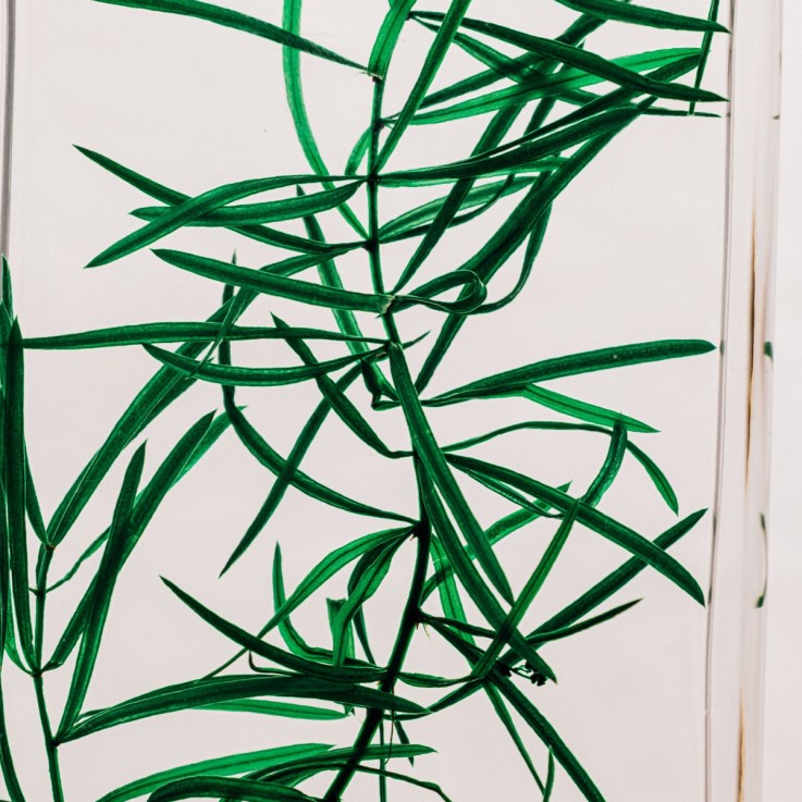 Herbarium fait main Plante Naturelle immergée Asparagus sprengeri